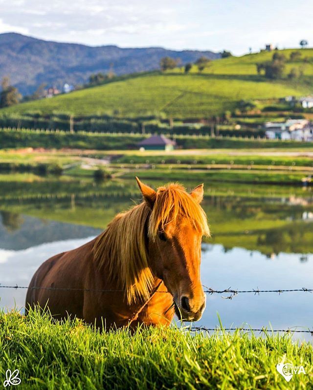 Nuwara Eliya